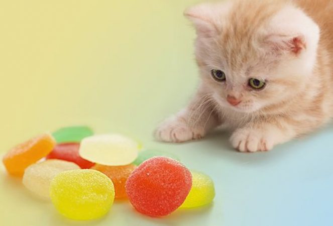 حلويات القطط